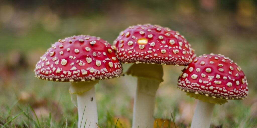 mushroom farming